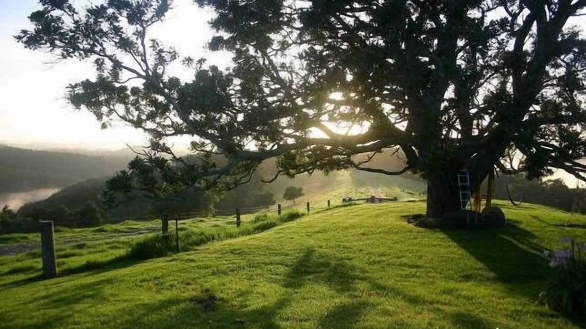 Little Forest Cottage | Kilfeacle Farm Cottage - Relaxing View
