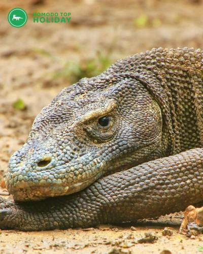 Labuan Bajo Boat Rental | Komodo liveaboard 3 days 2 nights ,2 days 1 night