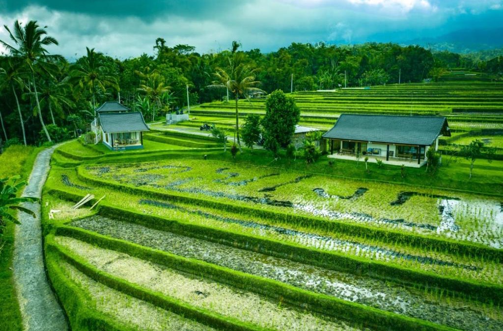 Penebel House | KUBU D'UME HOMESTAY