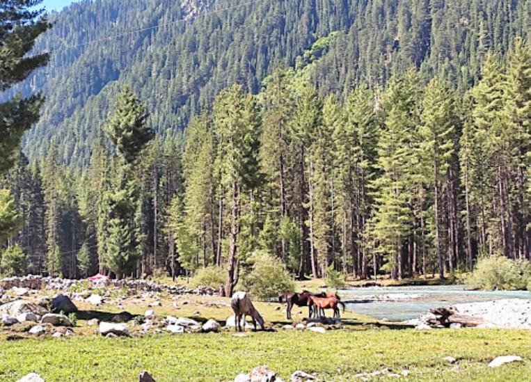 Khyber Pakhtunkhwa Hotel | Kumrat Glamping Resorts