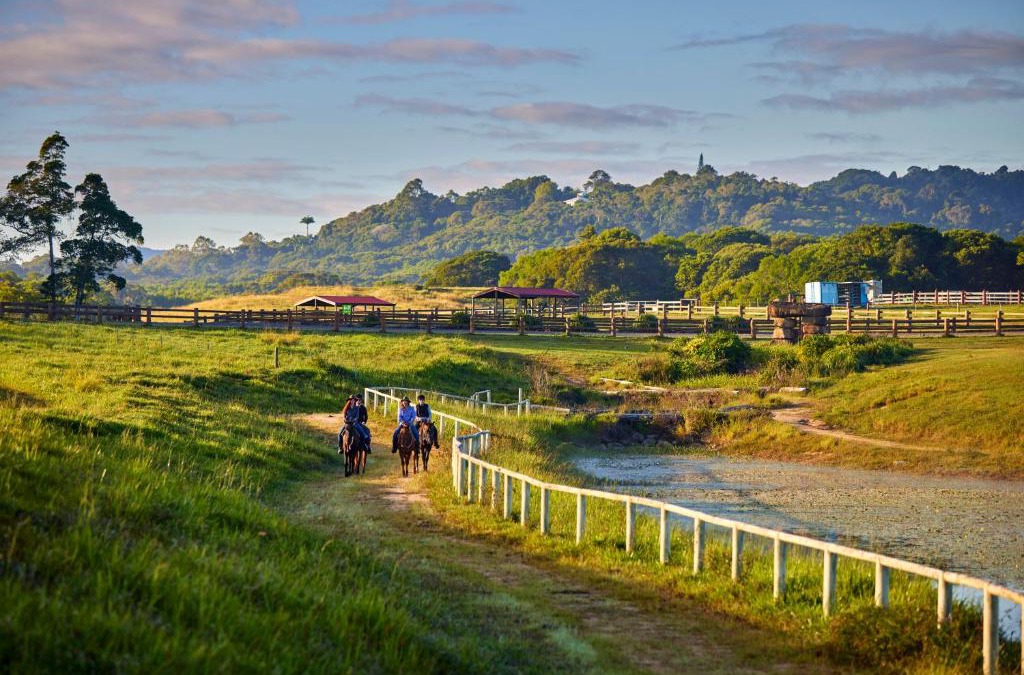 Kuranda Other | KUR-Cow farm escape 35 minutes from Cairns