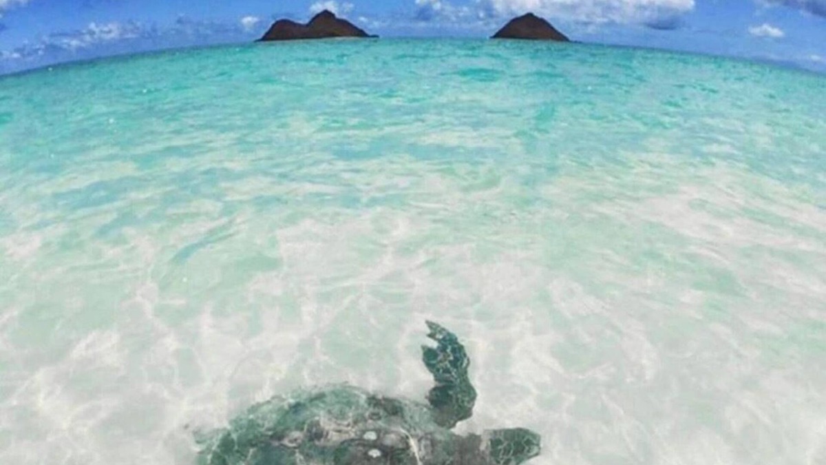 Kailua Bed & Breakfast | La Bella’s Bed & Breakfast-Honu (Turtle) Suite-Walk to beach-In Kailua (O’ahu)