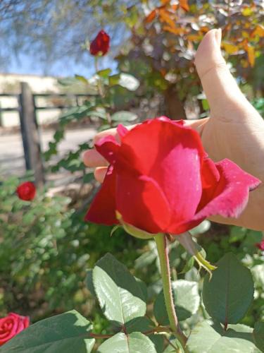Cafayate House | La Casa de Las Rosas