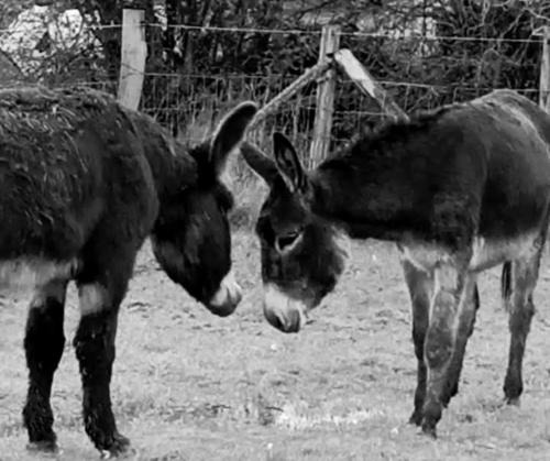 Thieffrain House | La Ferme De La Bete Noire