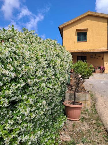 Porto Ercole Apartment | La Ghiandaia