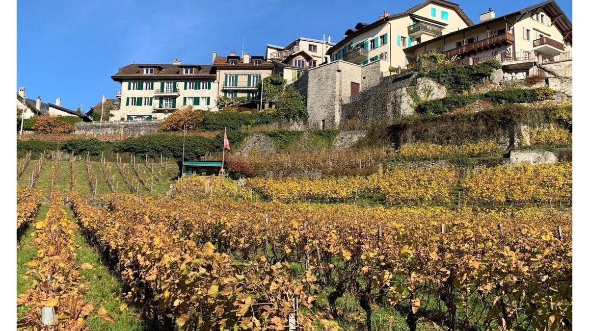 Montreux House | La Vigneronne, Tuin