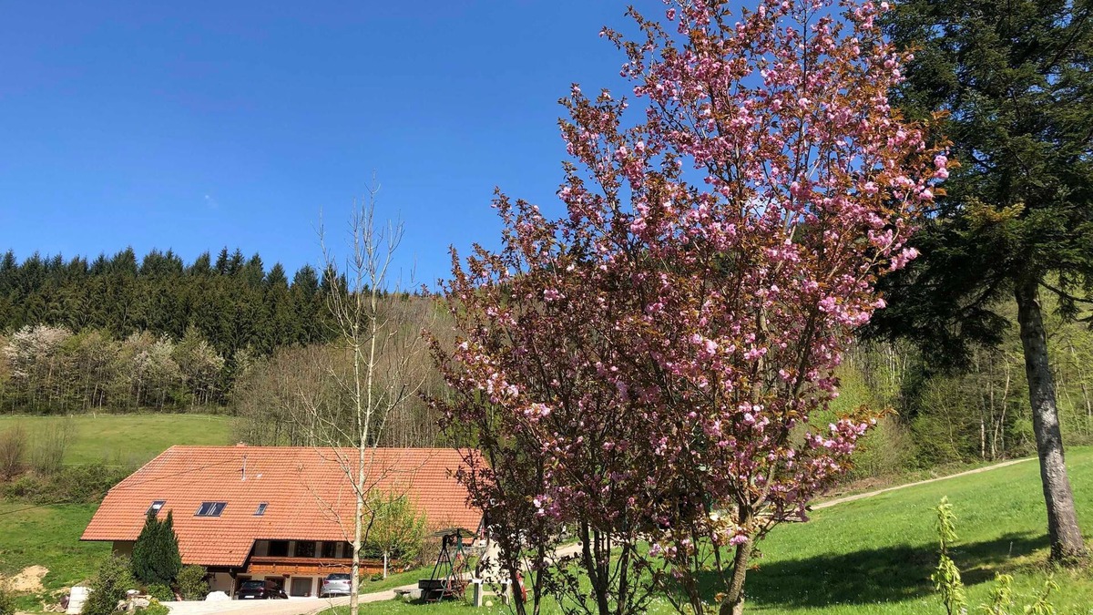 Waldkirch Apartment | Langmichelhof - Apartment 32sqm, 1 living room/bedroom