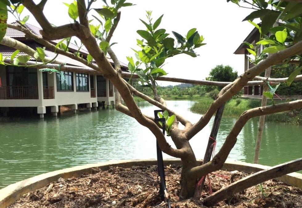 Ban Na Faek House | Lantala Residence