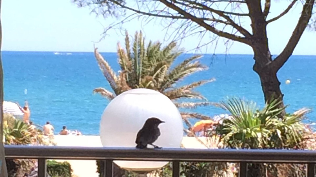 Argeles Plage Apartment | Large apartment, exceptional sea view, seafront, Argeles Plage, Climatisation