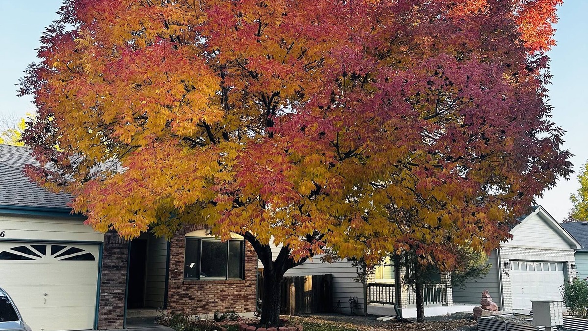 Longmont Apartment | Large basement apartment, private living room, bathroom & kitchenette