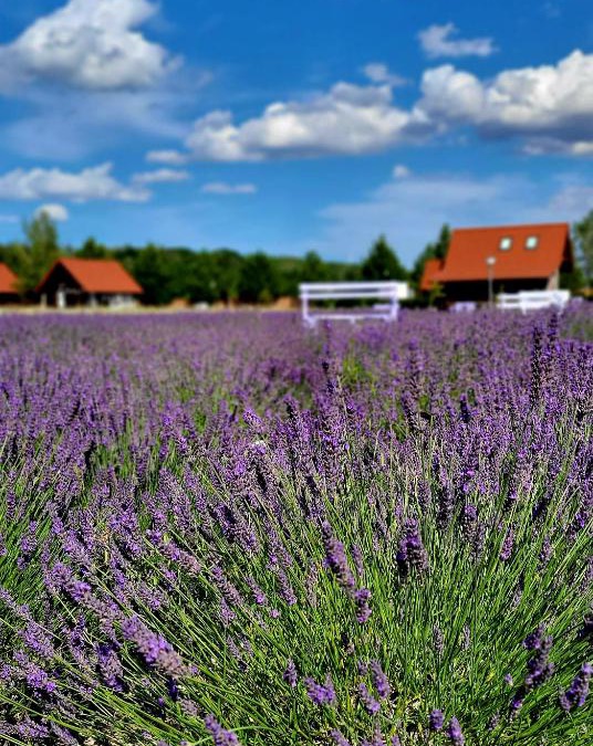 Ustka House | Lawendowy Zakątek Machowino- Domek Grosso