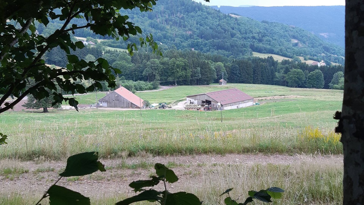 Saulxures-sur-Moselotte Apartment | Le Gîte du Chat Gru, on a farm in the Vosges mountains