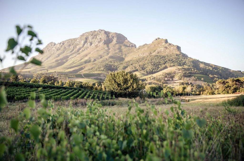 Cape Winelands Cabin | Le Pommier Wine Estate