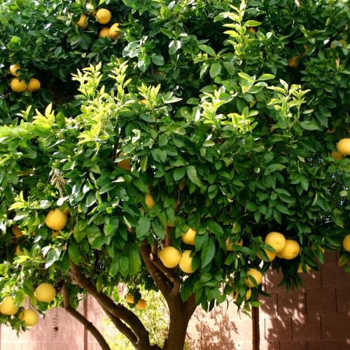 Seget Donji House | LEMON TREE