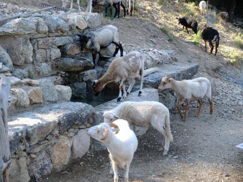 Omessa House | Les Bergeries "Le figuier"