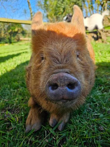 Gouezec House | Les gites de koatephani et ses animaux