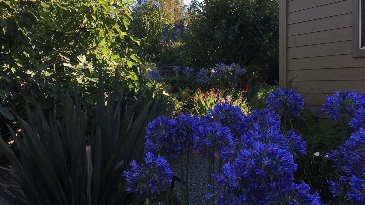 Sebastopol House | Let the sun shine in!