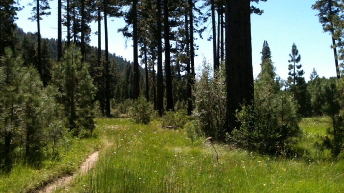 South Lake Tahoe Condo | “Let Your Den Be The Forest”. Large One Bedroom Condo Adjacent To The National