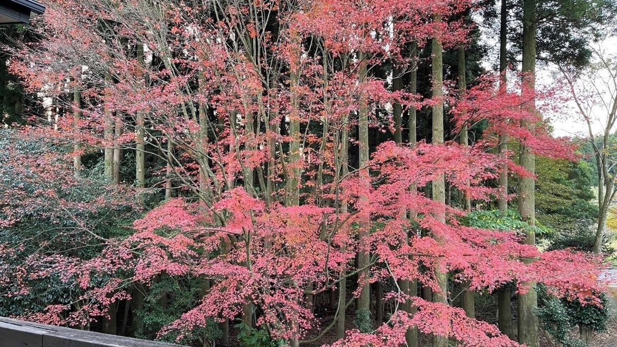 Kirishima House | Limited to 1 group per day Reserve a spacious vi - Miraisou /Kirishima Kagoshima