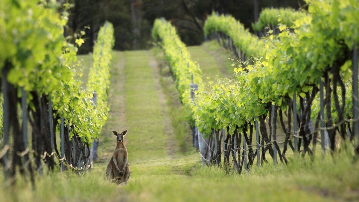 Cessnock Apartment | Lindsay Lodge in the Hunter Valley