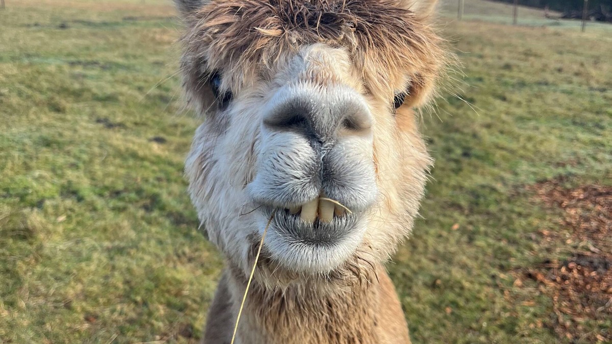 Washougal Cabin | Little Creek Cottage-Alpaca Farm located in the beautiful Columbia River Gorge
