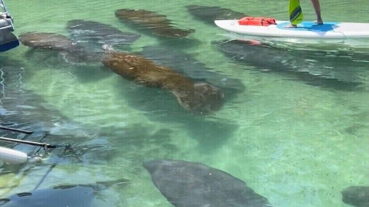 Weeki Wachee Gardens House | Little House on the River - on main river not canal,includes kayaks,paddle-board