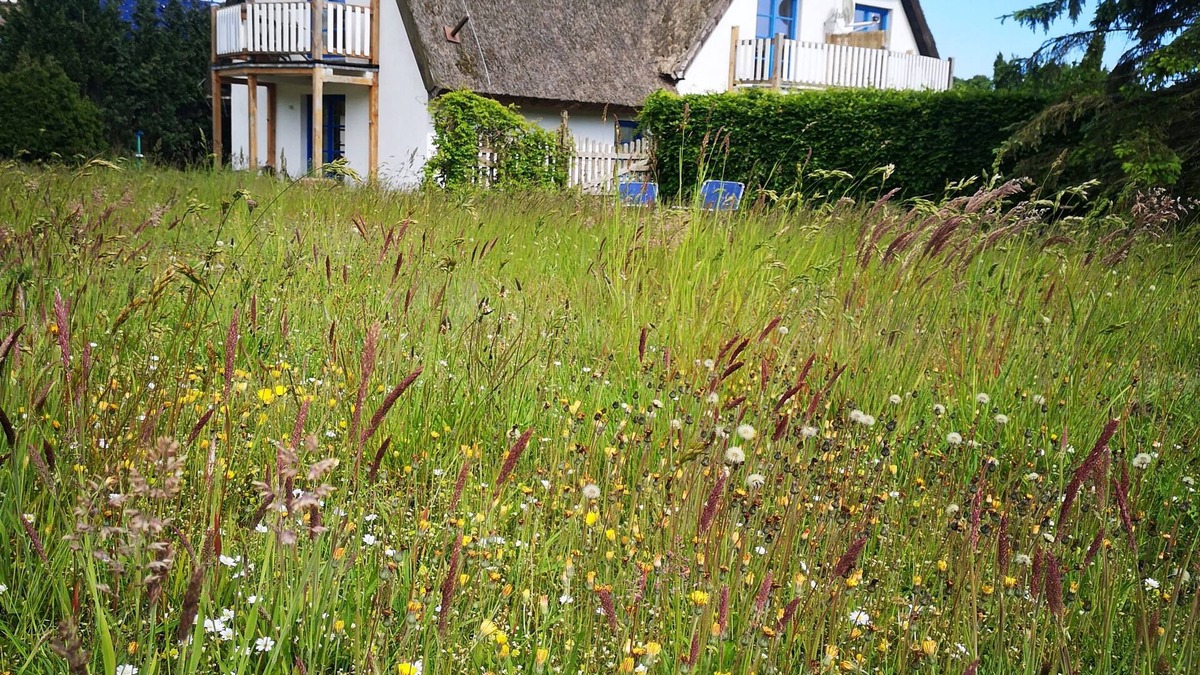 Lancken-Granitz Apartment | Living under "thatch" Family-friendly, dogs allowed, garden+large open space