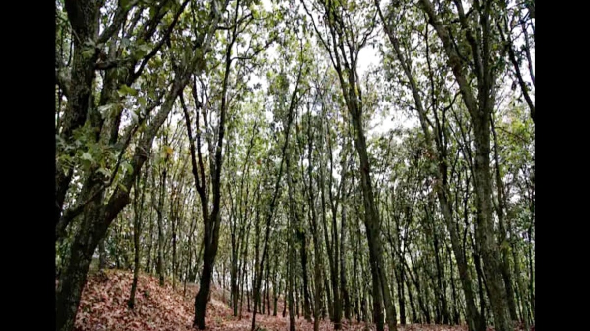 Zapopan Cabin | Loft Tree House 1 by Kivoya