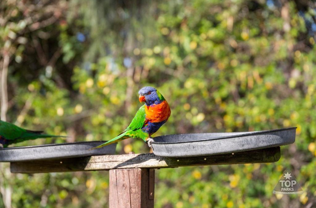 Arrawarra Resort | Lorikeet Holiday Park