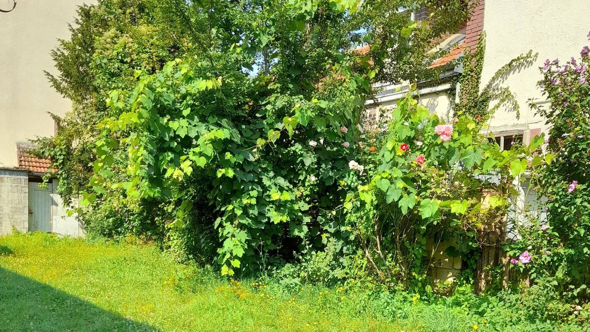 Romilly-sur-Seine Cottage | Lotus flowers 2