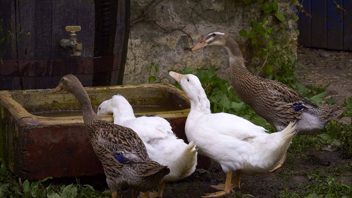 Dromaan Cottage | Lovely 18th Century Courtyard Cottage, Authentic Charm abides in Hidden Ireland!