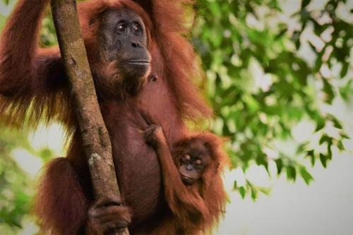 Bukit Lawang House | Lucky Bamboo'Bungalows-Resto and Orangutan Jungle Trekking Tours