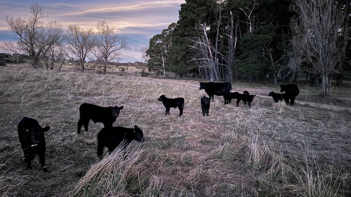 Durran Durra Other | Luxury farm stay just 12 minutes from Braidwood