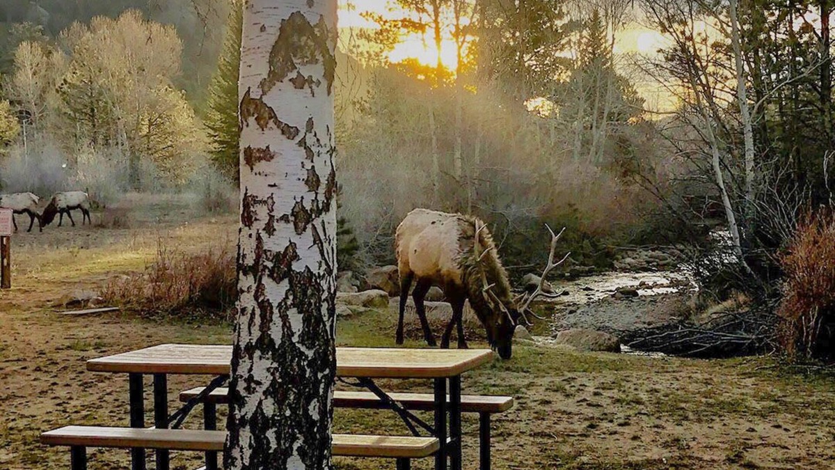 Estes Park Condo | “Luxury Living by the River: Embrace Comfort, Surrounded by Wildlife. 2B2Bcondo