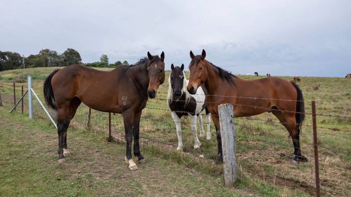 Shadforth House | Luxury Romantic Farm Stay, Feed the horses roam the acreage 12 mins to Orange