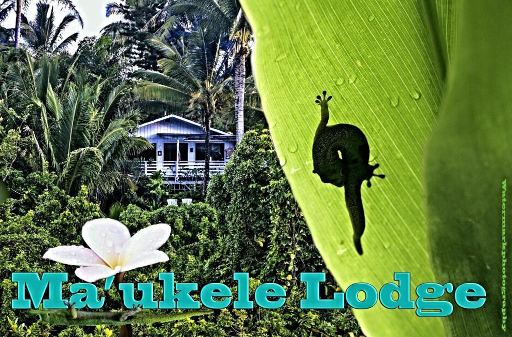 Kalapana Bed & Breakfast | Ma'ukele Lodge