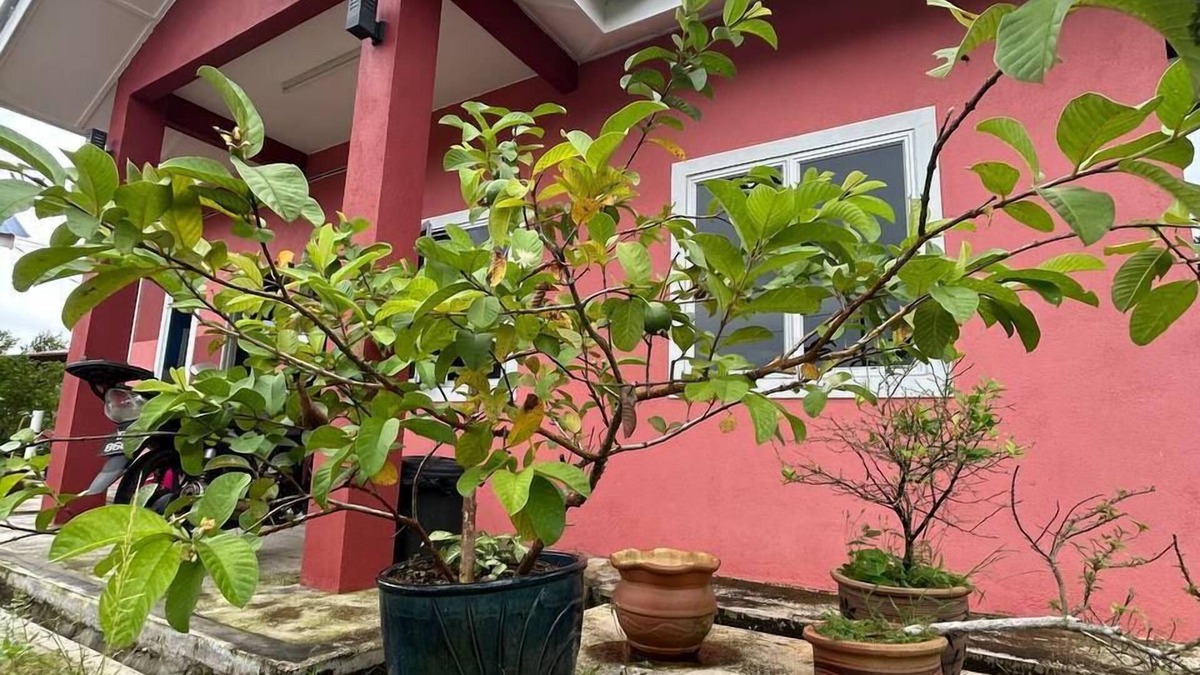 Setiu Bed & Breakfast | Mahasa Penarik Homestay