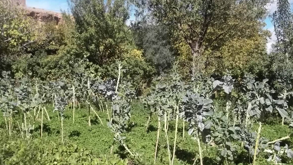 Ait Sedrate Jbel El Soufla Bed & Breakfast | Maison d'hôtes Mogador chez habitants