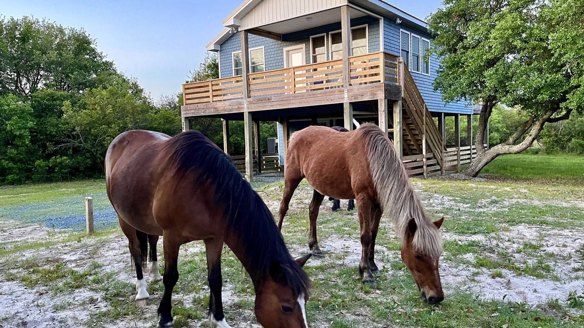 Carova Beach Cottage | ManeStay Modern Coastal Beach Cottage, where wild horses roam free!