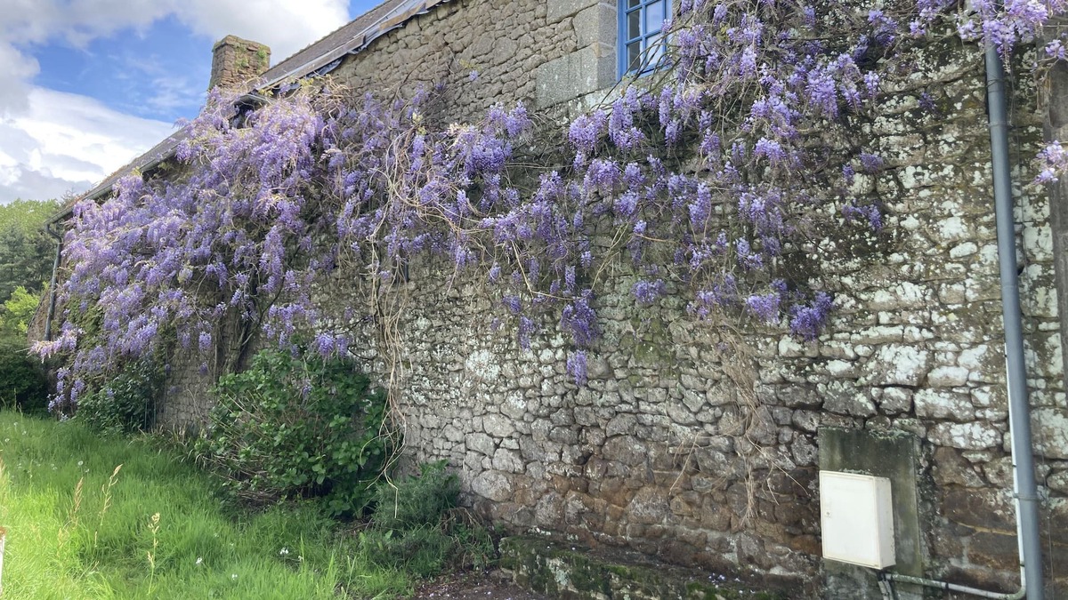 Saint-Remy-du-Plein Cottage | Manoir de Campagne Avec Parc Arboré de 7000m²