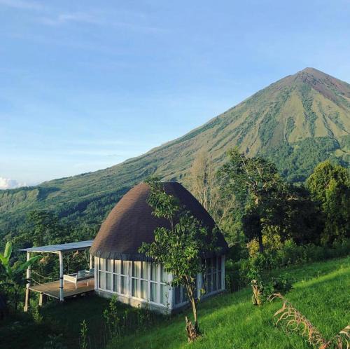 Tiworiwu Hotel | Manulalu Jungle
