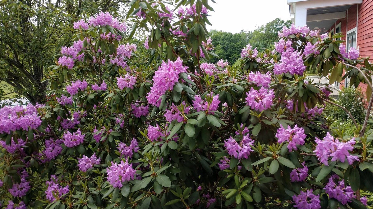 Hallowell Bed & Breakfast | Maple Hill Farm Inn