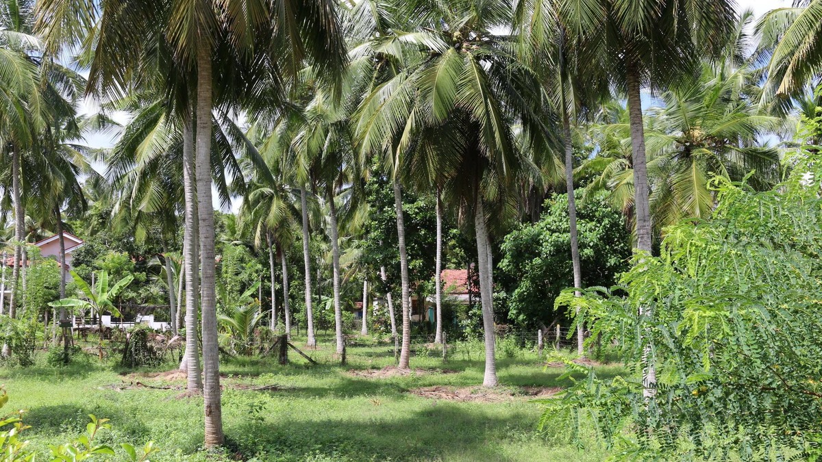 Nattandiya House | Marawila Residence