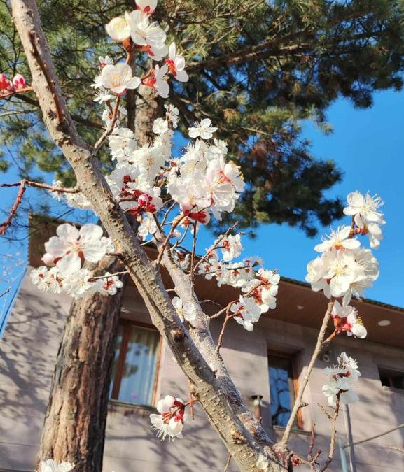 Vanadzor Apartment | Mashtots B&B