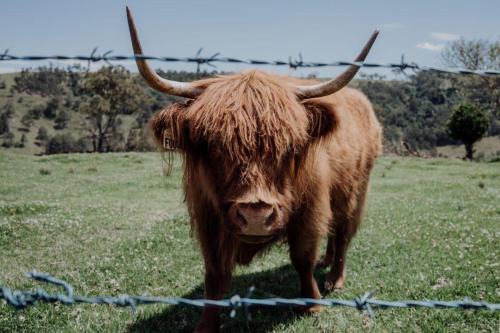 Carrabolla House | Meadow View Cottage