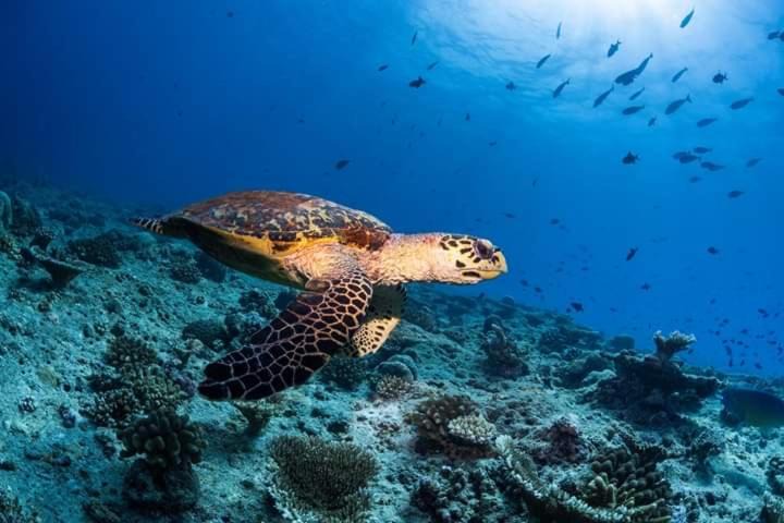 Mahibadhoo Hotel | MEHEL - Holiday Home - Mahibadhoo