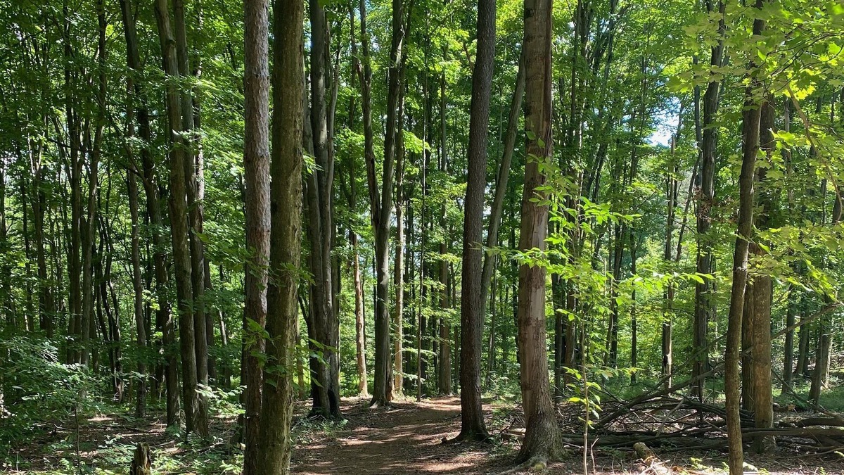 Bemus Point Cabin | Memory Lane country living 3 miles from the amazing town of Bemus Point!