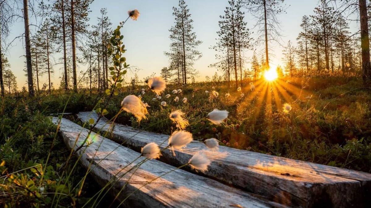 Ranua Cabin | Metsä Kolo