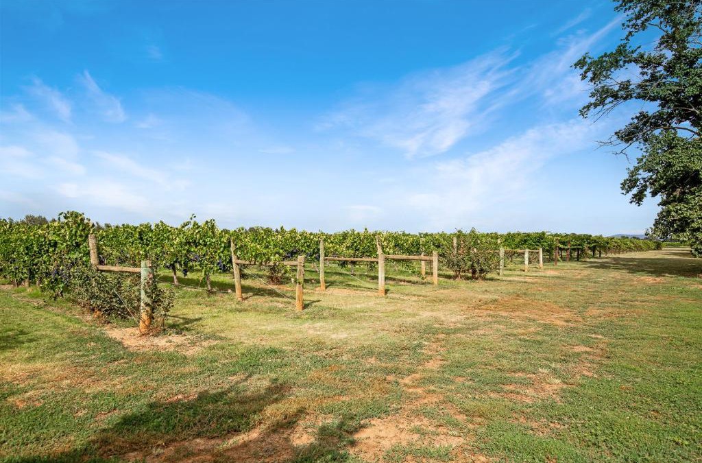 Milawa House | Milawa Vineyard Views - Guesthouse 2