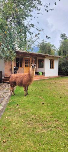 San Pablo del Lago House | Minicasa Romántica al Pie del Volcán